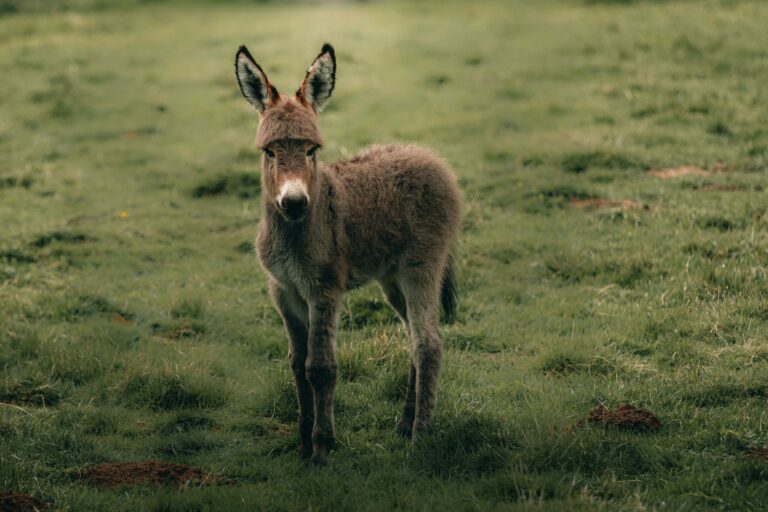 Fluffy calm Cotentin Donkey standing on green grassy lawn while pasturing in countryside