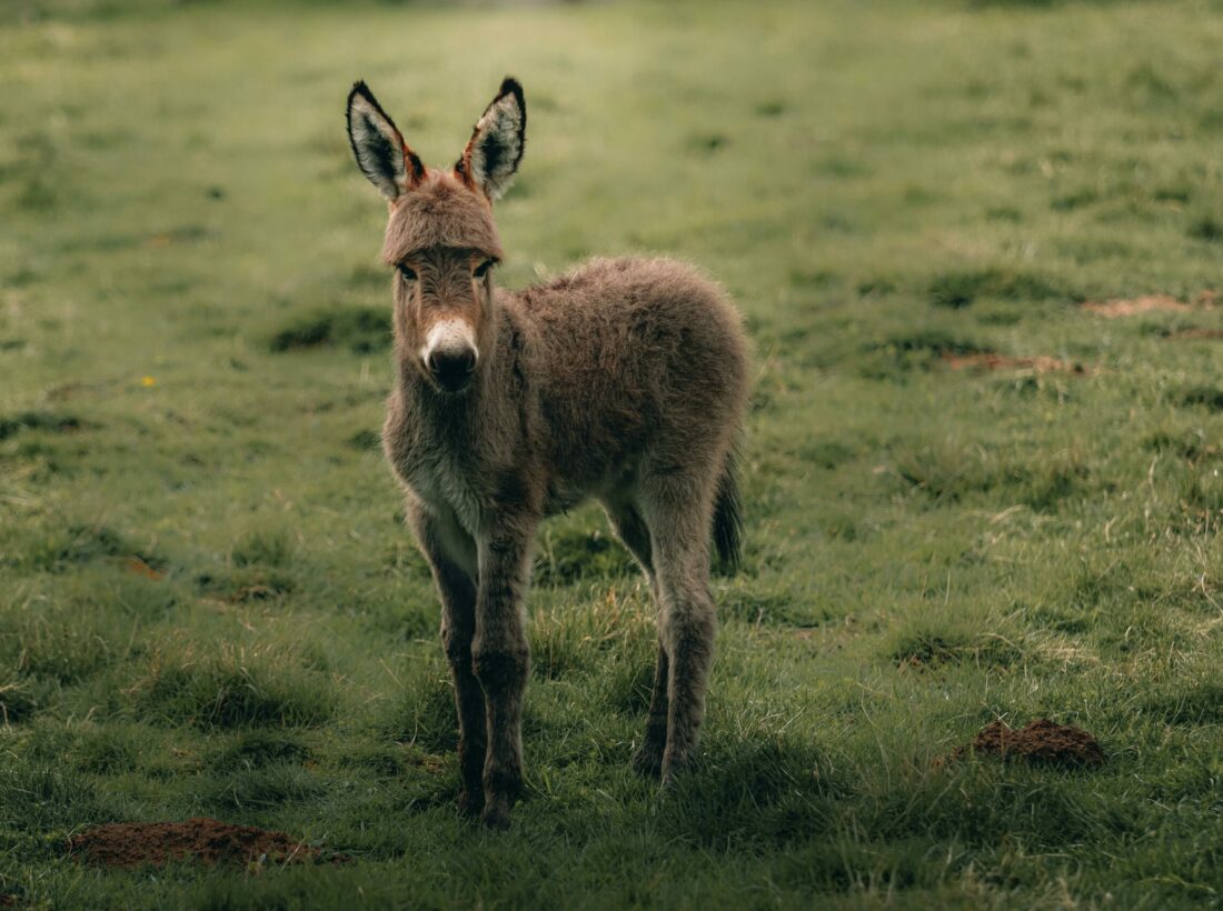 Fluffy calm Cotentin Donkey standing on green grassy lawn while pasturing in countryside
